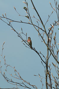 Bird perching on branch against clear sky