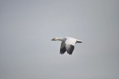 Low angle view of seagull flying in sky