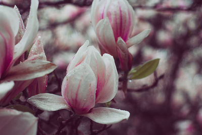 Close-up of pink flowering plant