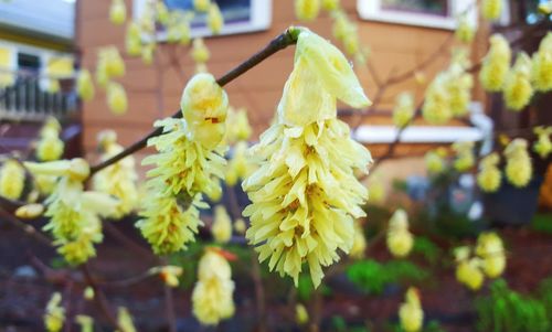 Close-up of flowers against blurred background