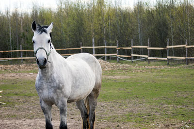 Horse standing in ranch