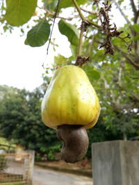 Close-up of fruits hanging on tree