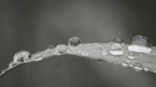 Close-up of water drops on the gras 