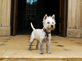 Portrait of dog standing against door