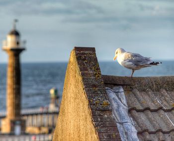 Seagull perching on wooden post in sea against sky