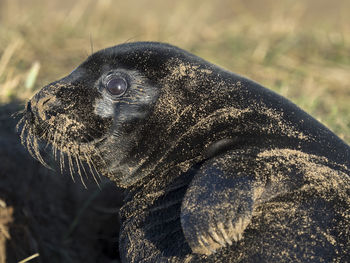 Close-up portrait of snake