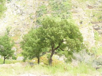 Trees growing in forest