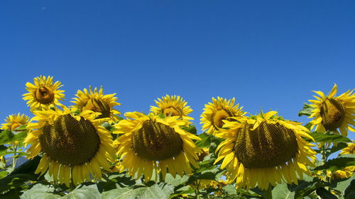 Close-up of sunflower against clear blue sky