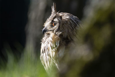 Close-up of a bird