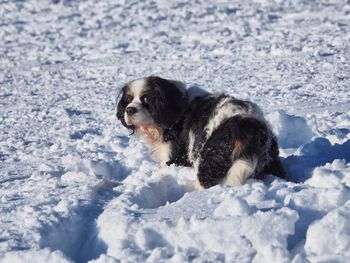 Dog looking at snow