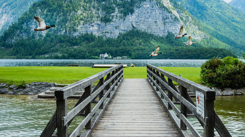 Ducks flying over river against mountain