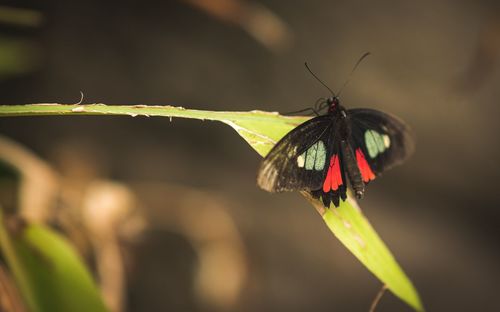 Close-up of butterfly pollinating