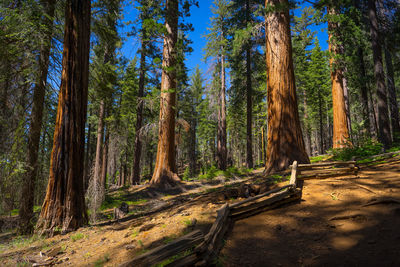 Trees in forest