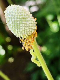 Close-up of yellow flowering plant