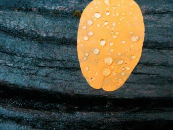 Close-up of leaf