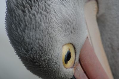 Close-up of a bird