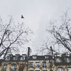 Low angle view of birds perching on bare tree