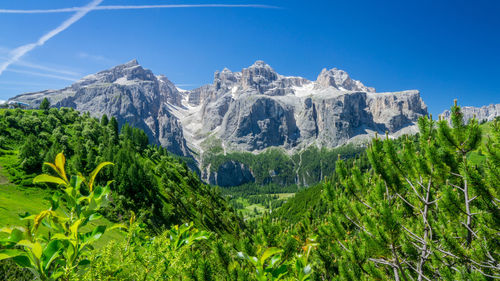 Panoramic shot of trees on landscape against clear blue sky