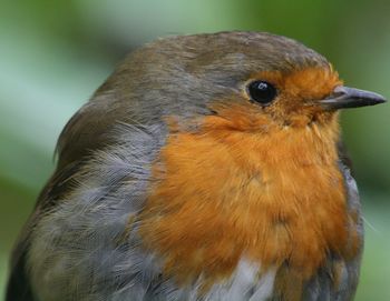 Close-up of bird perching outdoors