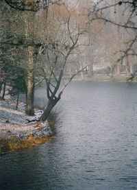 Scenic view of river with trees in background