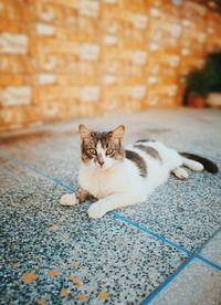 Portrait of cat sitting on footpath