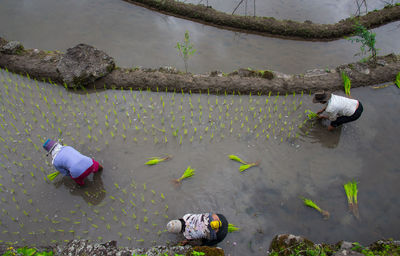 High angle view of farmers working at rice paddy