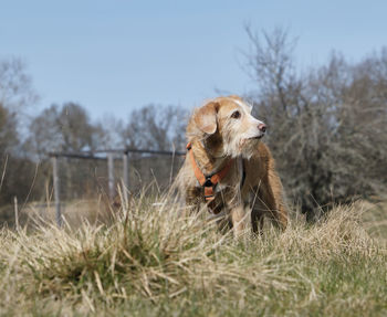 Dog looking away on field