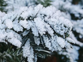 Close-up of snow covered tree