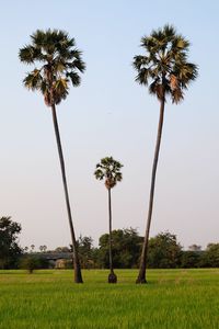 Palm trees on field against clear sky