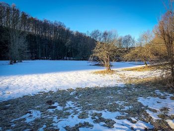 Trees on snow covered field against sky