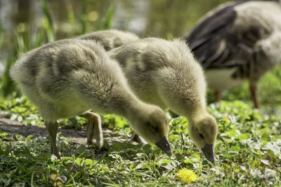 View of a bird on field