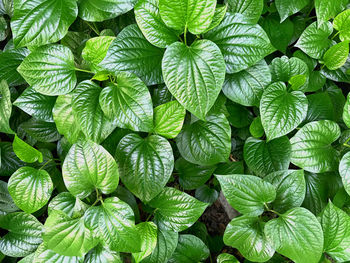 Full frame shot of green leaves