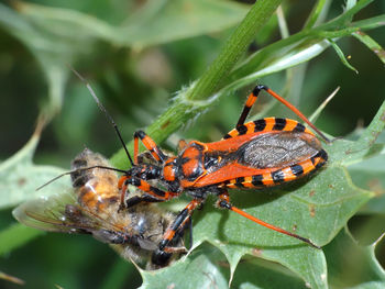 Close-up of insect on plant