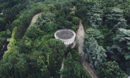 High angle view of trees and plants in forest