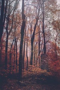 Trees in forest during autumn