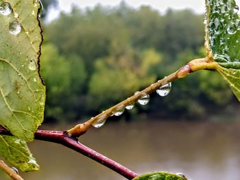 Close-up of water drops on twig