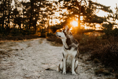 Dog looking away on field during sunset