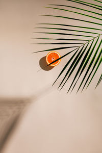 Close-up of orange butterfly on wall
