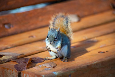 High angle view of squirrel on wood