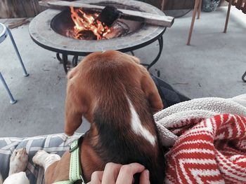 Midsection of man with dog on seat