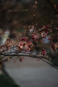 Close-up of cherry blossoms in spring