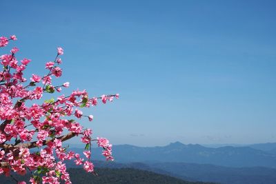 Low angle view of pink flowering plant against sky