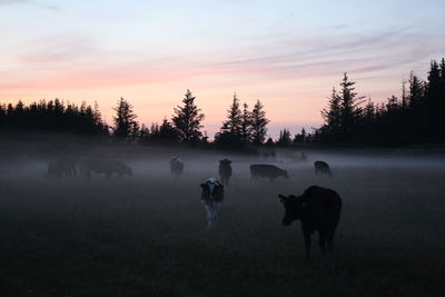 Scenic view of field against sky at sunset