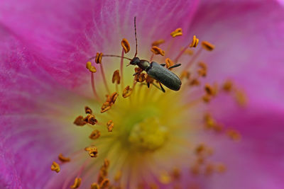 Close-up of insect on pink flower