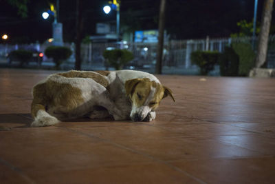 View of a dog sleeping on floor in city at night