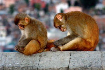 Monkeys on retaining wall