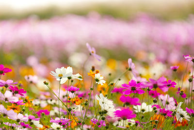 Close-up of flowers blooming on field