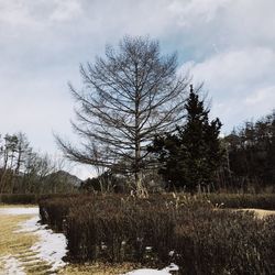 Trees against sky