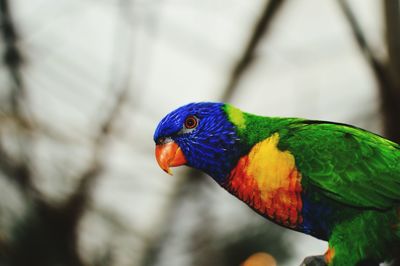 Close-up of parrot perching on leaf