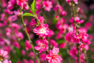 Close-up of pink flowers